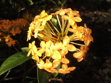 126 Manini St, Hilo, HI 96720 - photo 6