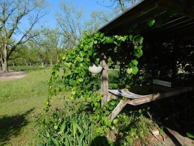 GRAPE VINES