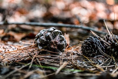 0 Brush Creek Rd unit RTC3001894, Hohenwald, TN 38462 - photo 2