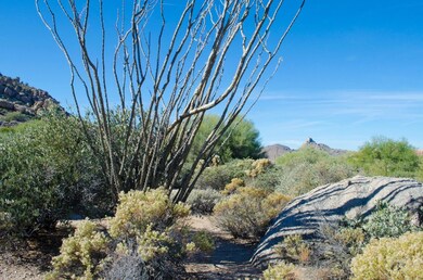 Ocotillo