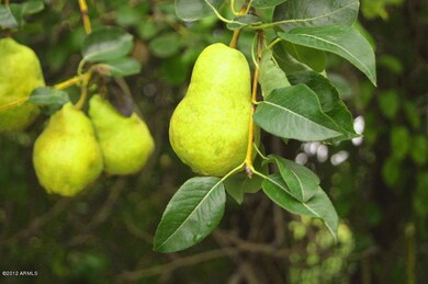 Pear Tree