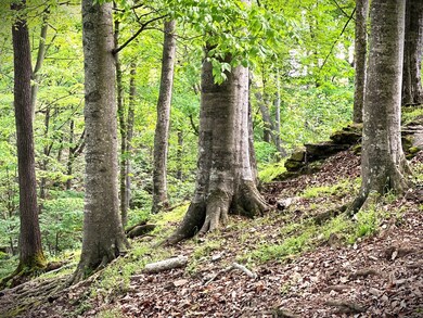 0 3 Island Rd unit RTC2784849, Walling, TN 38587 - photo 4