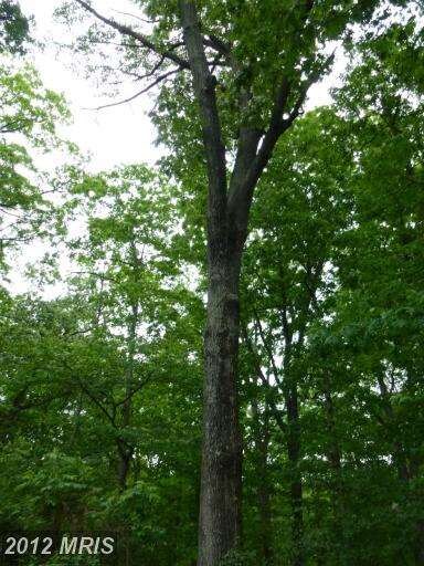 0 Mount Gilead Rd unit 1003991050, Leesburg, VA 20175 - photo 4