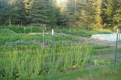 Garden 2013