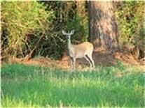 Plenty of deer on this property.