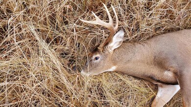 19146 320th St, Sebeka, MN 56477 - photo 5