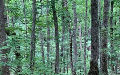 Additional View