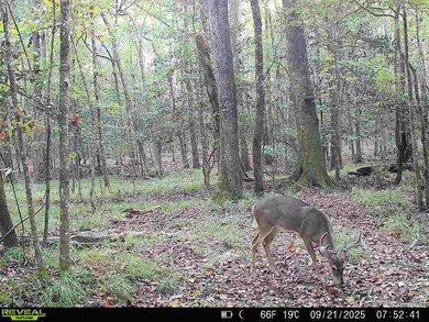 18121 Jordan Grove Road Exd, Dozier, AL 36028 - photo 7