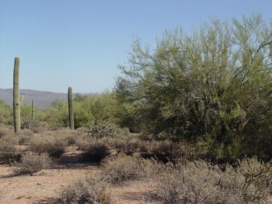 Large desert native trees