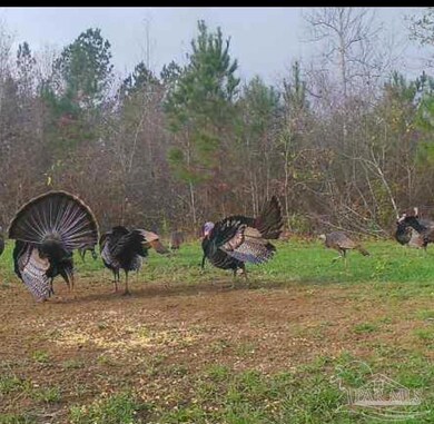 000 Apple Grove Rd, Vredenburgh, AL 36481 - photo 2