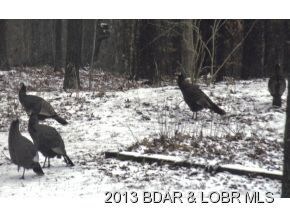 wild turkeys