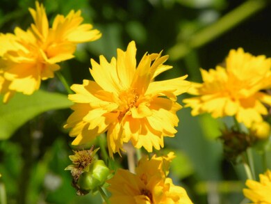 89 Winterwood Dr, Londonderry, NH 03053 - photo 5