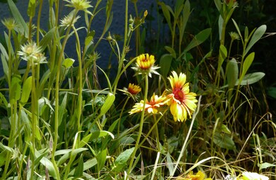 Wildflowers