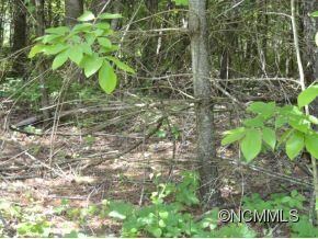 Lot #5 - growth needs clearing