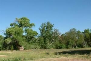 pic 4 trees