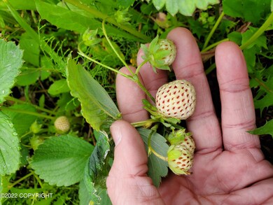 Ripe Hula Berries