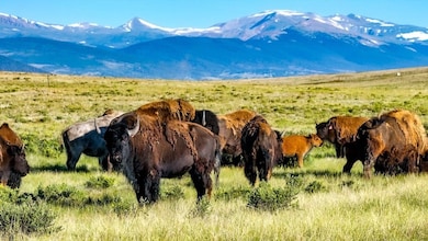 9173 Highway 24, Hartsel, CO 80449 - photo 4