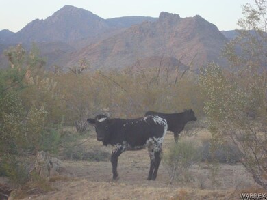 Abundant Wild Life