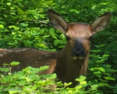 Elk calf