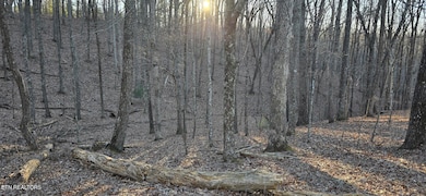 WOODED LOT
