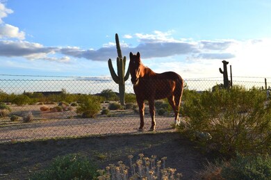 horse