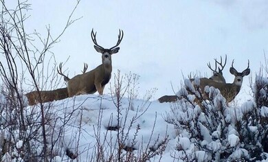 A-2 & A-3 Skyfire Dr, Hamilton, MT 59840 - photo 7