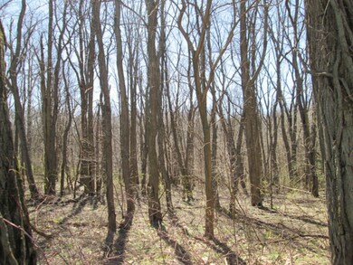 Wooded Lot