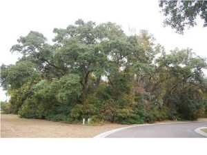 Beautiful Live Oak