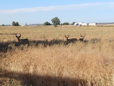 Deer in Field (1)