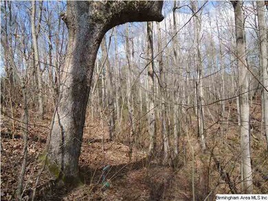 There are numerous large hardwoods on this tract.