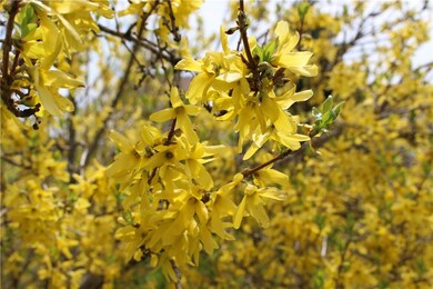 Forsythia in Bloom!