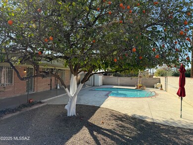Mature Citrus Tree