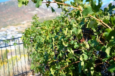 15057 S Winged Bluff Ln, Draper, UT 84020 - photo 5