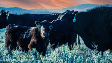 Cattle