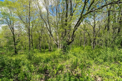 Mature Woods