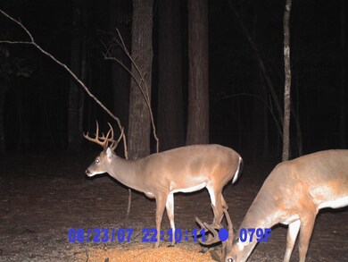 Deer Photo for MLS
