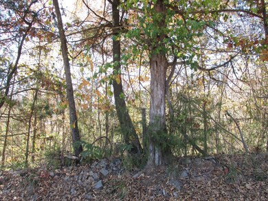 Cedar Tree