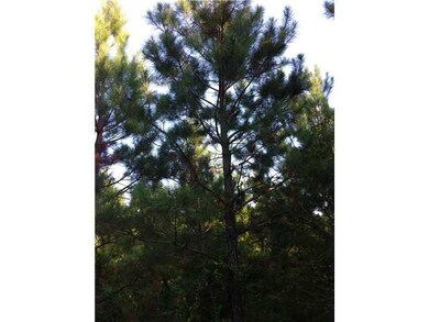 12-16 year old pine trees