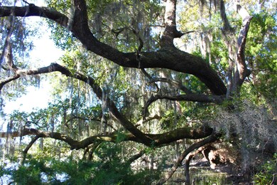 grand oak at rear of lot