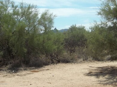 Palo Verde Trees