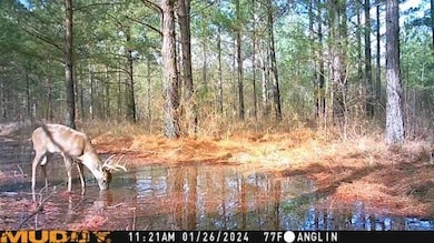 TBD Hooks Rd, Pittsview, AL 36871 - photo 5