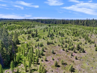 Drone / aerial view of a forest
