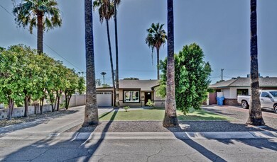 Mature Palm Trees
