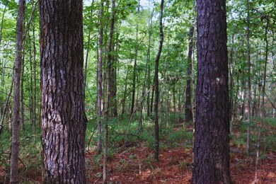 0 Mountain Rd, McCool, MS 39108 - photo 4