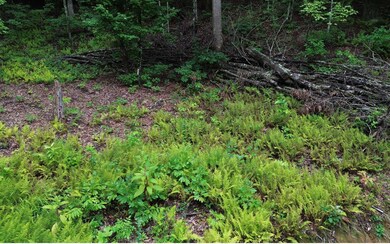 Additional View