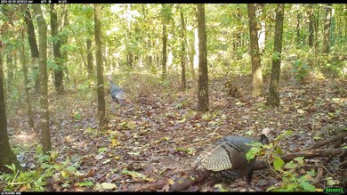 0 Tbd Raven Rd unit Lot WP001, Granby, MO 64844 - photo 4