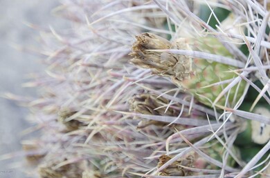 Vegetation