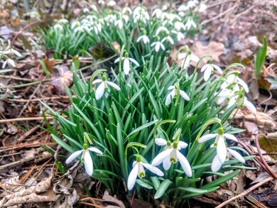 Perennials