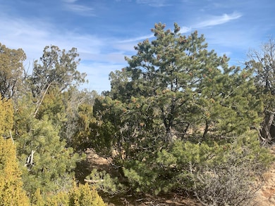 In The Trees