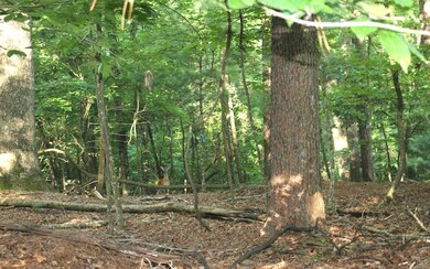 Additional View